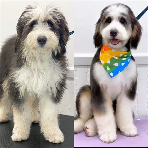 Bernedoodle Puppy Haircuts